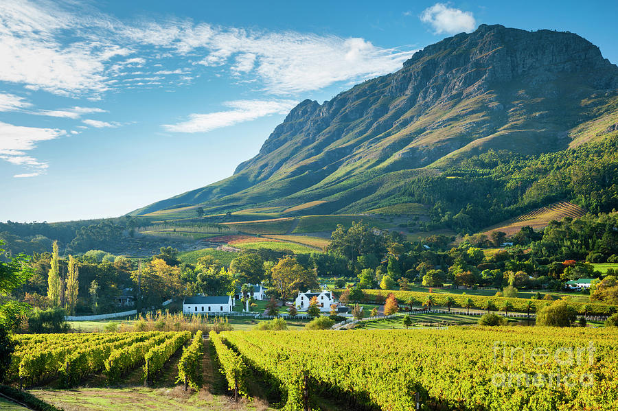agriculture business opportunities in South Africa vineyards wine export