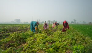Agriculture Business Opportunities in Egypt: Feeding Markets at the Crossroads of Continents