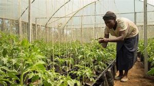 Regional Agribusiness Corridor: Scaling East African Logistics