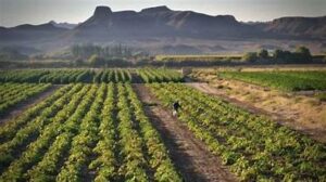 Agriculture Business Opportunities in Senegal: Feeding West Africa’s Growth