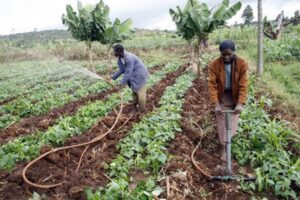 Agriculture Business Opportunities in Ghana: From Cocoa to Competitive Value Chains