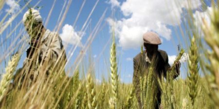 Agriculture Business Opportunities in Ethiopia: From Coffee to Commercial Scale