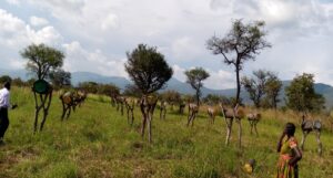 Agriculture Business Opportunities in Uganda: From Coffee Exports to Agro-Processing