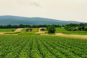 Unlocking Agriculture Business Opportunities in Nigeria’s  Billion Market