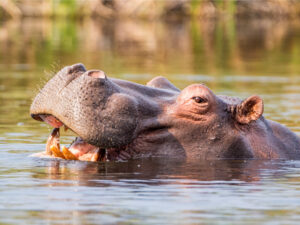 The Ecological Shield: Wildlife Protection Areas and Eco-Reserves as Strategic Economic Assets